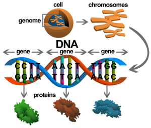 ยีน-genome